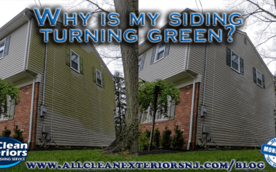 What is the Green Stuff on my Siding?