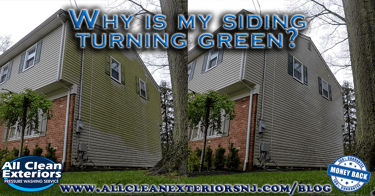 What is the Green Stuff on Siding?